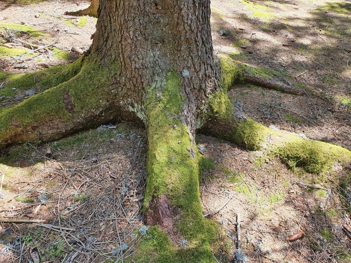 Brvnara Zlatar Luxury - Trace Of Nature 2214 Nova Varos